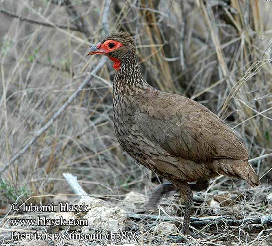 クロアシアカノドシャコ Francolim Swainson Frankolín Swainsonov Francolinus swainsonii Pternistes Swainson's Swainsons Francolin Gråbrun Sporehøne Kosteikkofrankoliini Francolin Swainson Frankolin brunatny Frankolín Swainsonův Francolín Swainson Bosveldfisant Swainson-frankolijn Swainsonfrankolin Swainson-Frankolin Francolino swainson