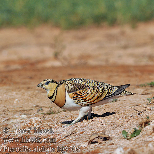 קטה חדת-זנב Stepówka białobrzucha Stepiar bielobruchý Biserna stepska kokoška Pterocles alchata Pin-tailed Sandgrouse Spießflughuhn Ganga cata Común Stepokur krásný nádherný Spidshalet Sandhøne Witbuikzandhoen Jouhihietakyyhky Grandule Hvitbuksandhøne Vitbukig flyghöna Белобрюхий рябок シロハラサケイ Περιστερόκοτα القطاة الغطاطة Cortiçol-de-barriga-branca Білочеревий рябок Kılkuyruk Bağırtlak Başırtlak Kıl-kuyruk Step Tavuğu bağyrtlak