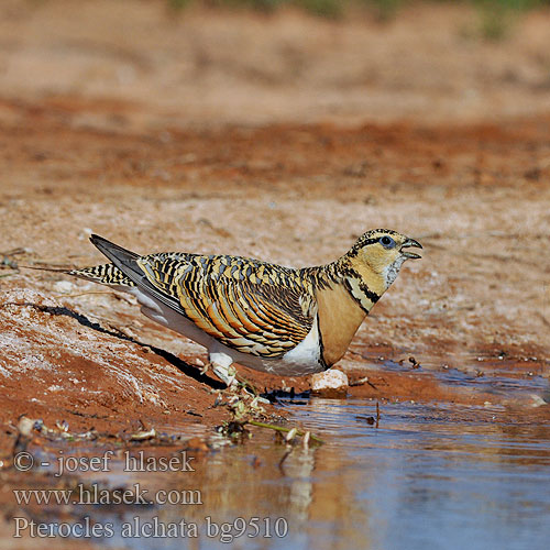 Stepówka białobrzucha Stepiar bielobruchý Biserna stepska kokoška Pterocles alchata Pin-tailed Sandgrouse Spießflughuhn Ganga cata Común Stepokur krásný nádherný Spidshalet Sandhøne Witbuikzandhoen Jouhihietakyyhky Grandule Hvitbuksandhøne Vitbukig flyghöna Белобрюхий рябок シロハラサケイ Περιστερόκοτα القطاة الغطاطة Cortiçol-de-barriga-branca Білочеревий рябок Kılkuyruk Bağırtlak Başırtlak Kıl-kuyruk Step Tavuğu bağyrtlak קטה חדת-זנב