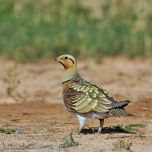 Stepiar bielobruchý Biserna stepska kokoška Pterocles alchata Pin-tailed Sandgrouse Spießflughuhn Ganga cata Común Stepokur krásný nádherný Spidshalet Sandhøne Witbuikzandhoen Jouhihietakyyhky Grandule Hvitbuksandhøne Vitbukig flyghöna Белобрюхий рябок シロハラサケイ Περιστερόκοτα القطاة الغطاطة Cortiçol-de-barriga-branca Білочеревий рябок Kılkuyruk Bağırtlak Başırtlak Kıl-kuyruk Step Tavuğu bağyrtlak קטה חדת-זנב Stepówka białobrzucha