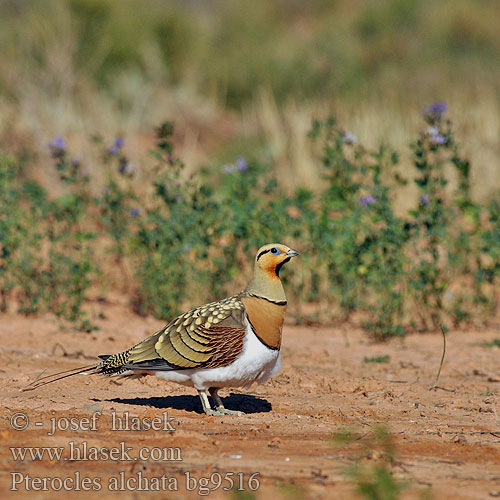 Biserna stepska kokoška Pterocles alchata Pin-tailed Sandgrouse Spießflughuhn Ganga cata Común Stepokur krásný nádherný Spidshalet Sandhøne Witbuikzandhoen Jouhihietakyyhky Grandule Hvitbuksandhøne Vitbukig flyghöna Белобрюхий рябок シロハラサケイ Περιστερόκοτα القطاة الغطاطة Cortiçol-de-barriga-branca Білочеревий рябок Kılkuyruk Bağırtlak Başırtlak Kıl-kuyruk Step Tavuğu bağyrtlak קטה חדת-זנב Stepówka białobrzucha Stepiar bielobruchý