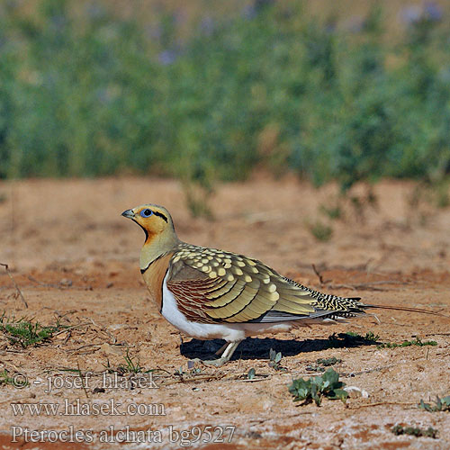 Pterocles alchata Pin-tailed Sandgrouse Spießflughuhn Ganga cata Común Stepokur krásný nádherný Spidshalet Sandhøne Witbuikzandhoen Jouhihietakyyhky Grandule Hvitbuksandhøne Vitbukig flyghöna Белобрюхий рябок シロハラサケイ Περιστερόκοτα القطاة الغطاطة Cortiçol-de-barriga-branca Білочеревий рябок Kılkuyruk Bağırtlak Başırtlak Kıl-kuyruk Step Tavuğu bağyrtlak קטה חדת-זנב Stepówka białobrzucha Stepiar bielobruchý Biserna stepska kokoška