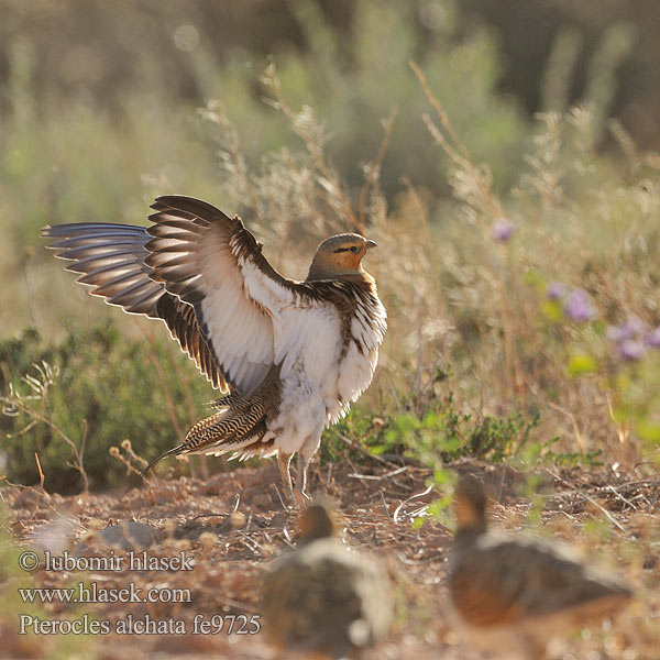 Pterocles alchata Белобрюхий рябок Περιστερόκοτα القطاة الغطاطة Cortiçol-de-barriga-branca Білочеревий рябок Kılkuyruk Bağırtlak Başırtlak Kıl-kuyruk Step Tavuğu bağyrtlak קטה חדת-זנב Stepówka białobrzucha Stepiar bielobruchý Biserna stepska kokoška Pin-tailed Sandgrouse Spießflughuhn Ganga cata Común Stepokur krásný nádherný Spidshalet Sandhøne Witbuikzandhoen Jouhihietakyyhky Grandule シロハラサケイ Hvitbuksandhøne Vitbukig flyghöna