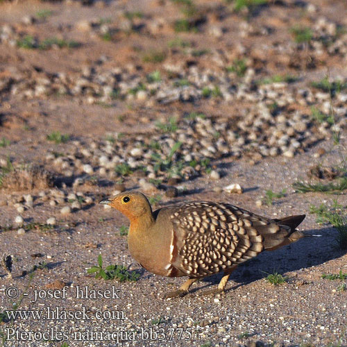 Pterocles namaqua Namaqua Sandgrouse Kelkiewyn Lekotokobii Kokoi Stepokur jihoafrický Namaflughuhn Kapsandhøne Ganga Namaqua Namibianhietakyyhky Grandule Namaqua  クリムネサケイ Stepówka namibijska Cortiçol Namáqua Namaquazandhoen Namaqua-zandhoen Намакский рябок Namaquasandhøne