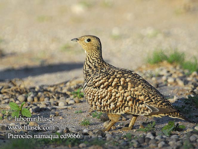 Kelkiewyn Lekotokobii Kokoi Stepokur jihoafrický Namaflughuhn Kapsandhøne Ganga Namaqua Namibianhietakyyhky Grandule Namaqua  クリムネサケイ Stepówka namibijska Cortiçol Namáqua Namaquazandhoen Namaqua-zandhoen Намакский рябок Namaquasandhøne Pterocles namaqua Namaqua Sandgrouse