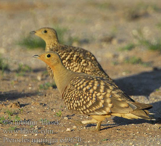 Pterocles namaqua ed9670