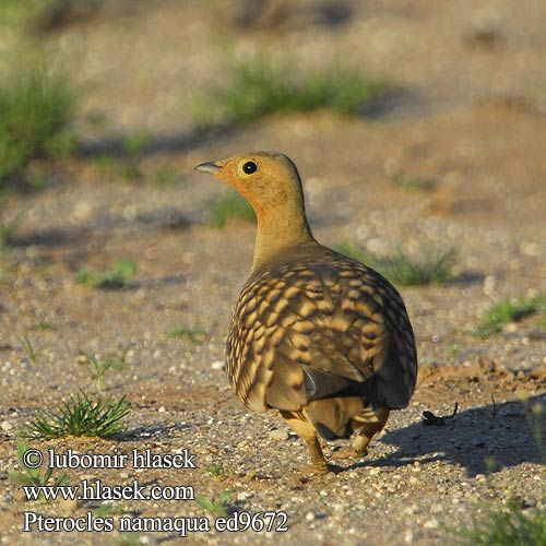 Grandule Namaqua  クリムネサケイ Stepówka namibijska Cortiçol Namáqua Namaquazandhoen Namaqua-zandhoen Намакский рябок Namaquasandhøne Pterocles namaqua Namaqua Sandgrouse Kelkiewyn Lekotokobii Kokoi Stepokur jihoafrický Namaflughuhn Kapsandhøne Ganga Namaqua Namibianhietakyyhky