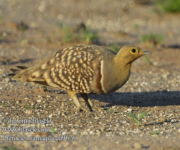 Pterocles namaqua ed9676