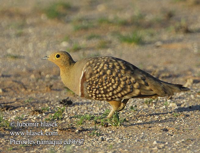 Намакский рябок Namaquasandhøne Pterocles namaqua Namaqua Sandgrouse Kelkiewyn Lekotokobii Kokoi Stepokur jihoafrický Namaflughuhn Kapsandhøne Ganga Namaqua Namibianhietakyyhky Grandule Namaqua  クリムネサケイ Stepówka namibijska Cortiçol Namáqua Namaquazandhoen Namaqua-zandhoen