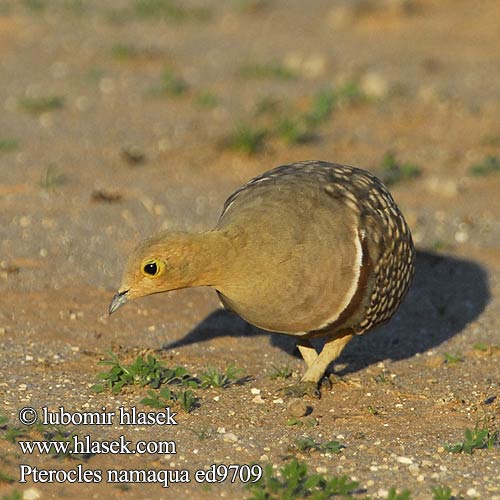 Namaqua Sandgrouse Kelkiewyn Lekotokobii Kokoi Stepokur jihoafrický Namaflughuhn Kapsandhøne Ganga Namaqua Namibianhietakyyhky Grandule Namaqua  クリムネサケイ Stepówka namibijska Cortiçol Namáqua Namaquazandhoen Namaqua-zandhoen Намакский рябок Namaquasandhøne Pterocles namaqua