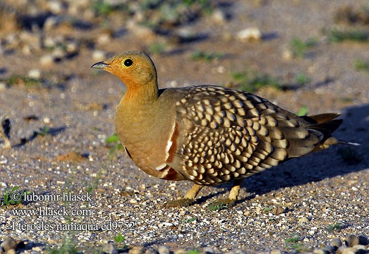 Kelkiewyn Lekotokobii Kokoi Stepokur jihoafrický Namaflughuhn Kapsandhøne Ganga Namaqua Namibianhietakyyhky Grandule Namaqua  クリムネサケイ Stepówka namibijska Cortiçol Namáqua Namaquazandhoen Namaqua-zandhoen Намакский рябок Namaquasandhøne Pterocles namaqua Namaqua Sandgrouse