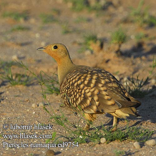 Stepokur jihoafrický Namaflughuhn Kapsandhøne Ganga Namaqua Namibianhietakyyhky Grandule Namaqua  クリムネサケイ Stepówka namibijska Cortiçol Namáqua Namaquazandhoen Namaqua-zandhoen Намакский рябок Namaquasandhøne Pterocles namaqua Namaqua Sandgrouse Kelkiewyn Lekotokobii Kokoi