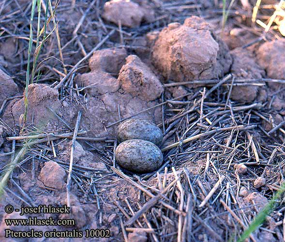 Pterocles orientalis Black-bellied Sandgrouse Sandflughuhn Ganga unibande Ortega Stepokur písečný Sortbuget Sandhøne Zwartbuikzandhoen Hietakyyhky Ganga Svartbuksandhøne Svartbukig flyghöna 黑腹沙鸡 Рябок чернобрюхий クロハラサケイ القطاة الجونية بيضاء الجناح Cortiçol-de-barriga-preta Чорночеревий рябок Bağırtlak קטה גדולה Stepówka ciemnobrzucha örvös pusztaityúk Stepiar čiernobruchý Crna stepska kokoška