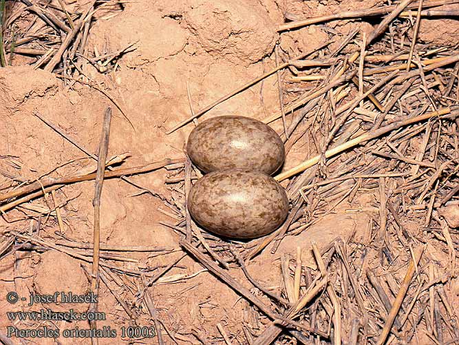 Pterocles orientalis Black-bellied Sandgrouse Sandflughuhn Ganga unibande Ortega Stepokur písečný Sortbuget Sandhøne Zwartbuikzandhoen Hietakyyhky Ganga Svartbuksandhøne Svartbukig flyghöna 黑腹沙鸡 Рябок чернобрюхий クロハラサケイ القطاة الجونية بيضاء الجناح Cortiçol-de-barriga-preta Чорночеревий рябок Bağırtlak קטה גדולה Stepówka ciemnobrzucha örvös pusztaityúk Stepiar čiernobruchý Crna stepska kokoška