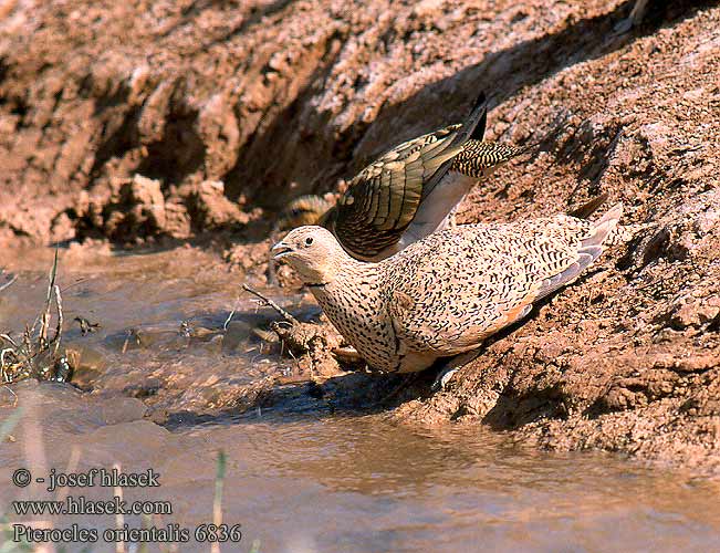 Svartbukig flyghöna 黑腹沙鸡 Рябок чернобрюхий クロハラサケイ القطاة الجونية بيضاء الجناح Cortiçol-de-barriga-preta Чорночеревий рябок Bağırtlak קטה גדולה Stepówka ciemnobrzucha örvös pusztaityúk Stepiar čiernobruchý Crna stepska kokoška Pterocles orientalis Black-bellied Sandgrouse Sandflughuhn Ganga unibande Ortega Stepokur písečný Sortbuget Sandhøne Zwartbuikzandhoen Hietakyyhky Ganga Svartbuksandhøne