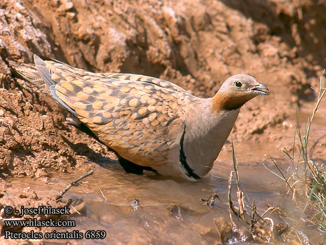 Stepówka ciemnobrzucha örvös pusztaityúk Stepiar čiernobruchý Crna stepska kokoška Pterocles orientalis Black-bellied Sandgrouse Sandflughuhn Ganga unibande Ortega Stepokur písečný Sortbuget Sandhøne Zwartbuikzandhoen Hietakyyhky Ganga Svartbuksandhøne Svartbukig flyghöna 黑腹沙鸡 Рябок чернобрюхий クロハラサケイ القطاة الجونية بيضاء الجناح Cortiçol-de-barriga-preta Чорночеревий рябок Bağırtlak קטה גדולה