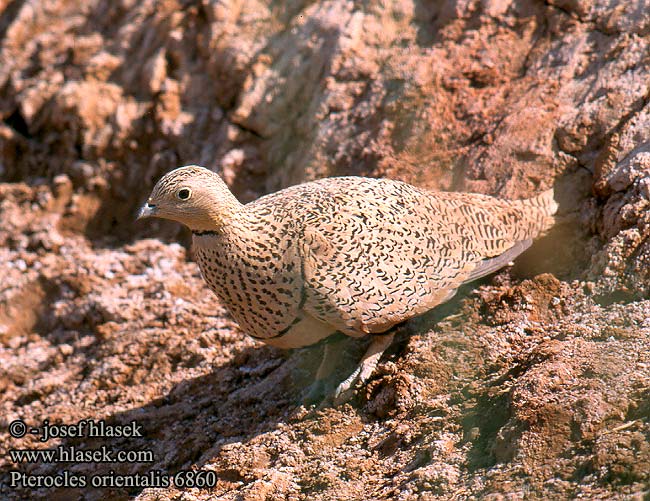 Crna stepska kokoška Pterocles orientalis Black-bellied Sandgrouse Sandflughuhn Ganga unibande Ortega Stepokur písečný Sortbuget Sandhøne Zwartbuikzandhoen Hietakyyhky Ganga Svartbuksandhøne Svartbukig flyghöna 黑腹沙鸡 Рябок чернобрюхий クロハラサケイ القطاة الجونية بيضاء الجناح Cortiçol-de-barriga-preta Чорночеревий рябок Bağırtlak קטה גדולה Stepówka ciemnobrzucha örvös pusztaityúk Stepiar čiernobruchý