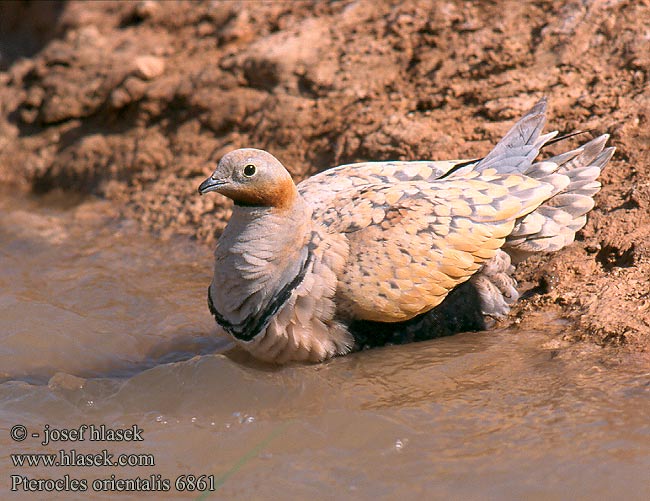 Black-bellied Sandgrouse Sandflughuhn Ganga unibande Ortega Stepokur písečný Sortbuget Sandhøne Zwartbuikzandhoen Hietakyyhky Ganga Svartbuksandhøne Svartbukig flyghöna 黑腹沙鸡 Рябок чернобрюхий クロハラサケイ القطاة الجونية بيضاء الجناح Cortiçol-de-barriga-preta Чорночеревий рябок Bağırtlak קטה גדולה Stepówka ciemnobrzucha örvös pusztaityúk Stepiar čiernobruchý Crna stepska kokoška Pterocles orientalis