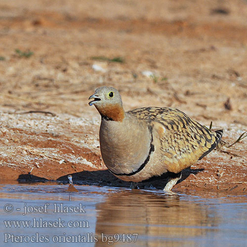 Pterocles orientalis Black-bellied Sandgrouse Sandflughuhn Ganga unibande Ortega Stepokur písečný Sortbuget Sandhøne Zwartbuikzandhoen Hietakyyhky Ganga Svartbuksandhøne Svartbukig flyghöna 黑腹沙鸡 Рябок чернобрюхий クロハラサケイ Чорночеревий рябок القطاة الجونية بيضاء الجناح Cortiçol-de-barriga-preta Bağırtlak קטה גדולה Stepówka ciemnobrzucha örvös pusztaityúk Stepiar čiernobruchý Crna stepska kokoška