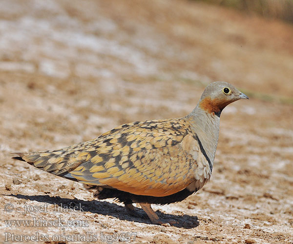 Bağırtlak קטה גדולה Stepówka ciemnobrzucha örvös pusztaityúk Stepiar čiernobruchý Crna stepska kokoška Pterocles orientalis Black-bellied Sandgrouse Sandflughuhn Ganga unibande Ortega Stepokur písečný Sortbuget Sandhøne Zwartbuikzandhoen Hietakyyhky Svartbuksandhøne Svartbukig flyghöna 黑腹沙鸡 Рябок чернобрюхий クロハラサケイ Чорночеревий рябок القطاة الجونية بيضاء الجناح Cortiçol-de-barriga-preta