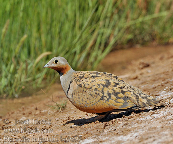 קטה גדולה Stepówka ciemnobrzucha örvös pusztaityúk Stepiar čiernobruchý Crna stepska kokoška Pterocles orientalis Black-bellied Sandgrouse Sandflughuhn Ganga unibande Ortega Stepokur písečný Sortbuget Sandhøne Zwartbuikzandhoen Hietakyyhky Svartbuksandhøne Svartbukig flyghöna 黑腹沙鸡 Рябок чернобрюхий クロハラサケイ Чорночеревий рябок القطاة الجونية بيضاء الجناح Cortiçol-de-barriga-preta Bağırtlak