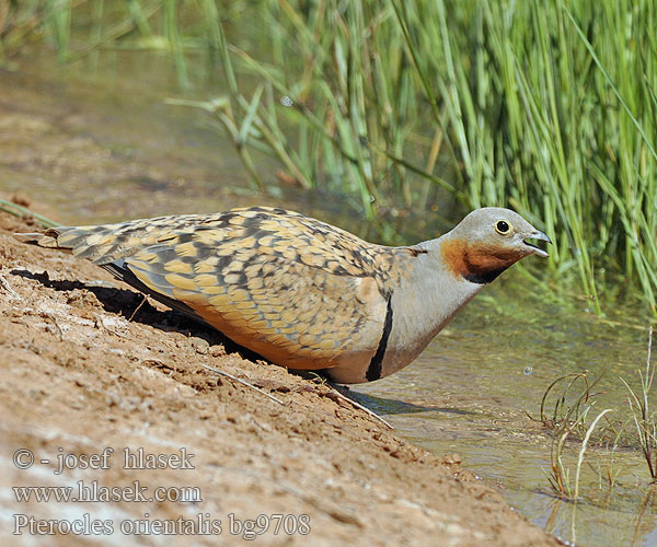 Stepówka ciemnobrzucha örvös pusztaityúk Stepiar čiernobruchý Crna stepska kokoška Pterocles orientalis Black-bellied Sandgrouse Sandflughuhn Ganga unibande Ortega Stepokur písečný Sortbuget Sandhøne Zwartbuikzandhoen Hietakyyhky Svartbuksandhøne Svartbukig flyghöna 黑腹沙鸡 Рябок чернобрюхий クロハラサケイ Чорночеревий рябок القطاة الجونية بيضاء الجناح Cortiçol-de-barriga-preta Bağırtlak קטה גדולה