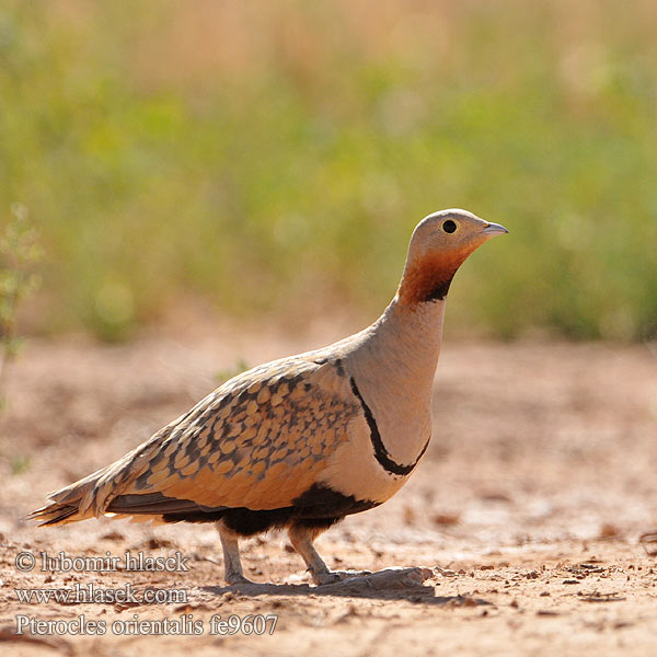 örvös pusztaityúk Stepiar čiernobruchý Crna stepska kokoška Pterocles orientalis Black-bellied Sandgrouse Sandflughuhn Ganga unibande Ortega Stepokur písečný Sortbuget Sandhøne Zwartbuikzandhoen Hietakyyhky Svartbuksandhøne Svartbukig flyghöna 黑腹沙鸡 Рябок чернобрюхий クロハラサケイ Чорночеревий рябок القطاة الجونية بيضاء الجناح Cortiçol-de-barriga-preta Bağırtlak קטה גדולה Stepówka ciemnobrzucha