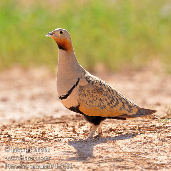 Stepiar čiernobruchý Crna stepska kokoška Pterocles orientalis Black-bellied Sandgrouse Sandflughuhn Ganga unibande Ortega Stepokur písečný Sortbuget Sandhøne Zwartbuikzandhoen Hietakyyhky Svartbuksandhøne Svartbukig flyghöna 黑腹沙鸡 Рябок чернобрюхий クロハラサケイ Чорночеревий рябок القطاة الجونية بيضاء الجناح Cortiçol-de-barriga-preta Bağırtlak קטה גדולה Stepówka ciemnobrzucha örvös pusztaityúk