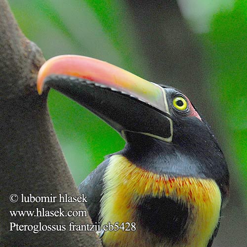 Pteroglossus frantzii eb5428