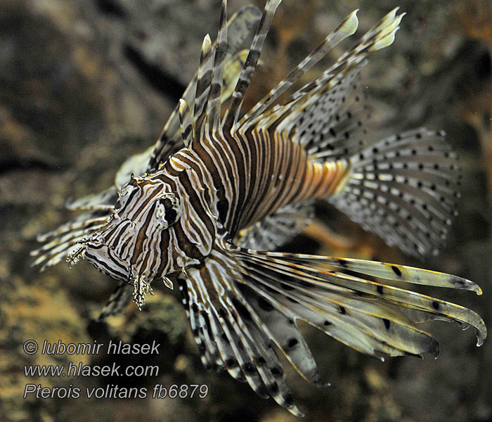 Pterois volitans Red lionfish Perutýn ohnivý Pazifischer Rotfeuerfisch