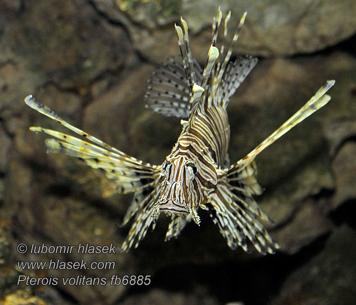 Pterois volitans Ognica pstra Krídlovec ohnivý Крылатка-зебра