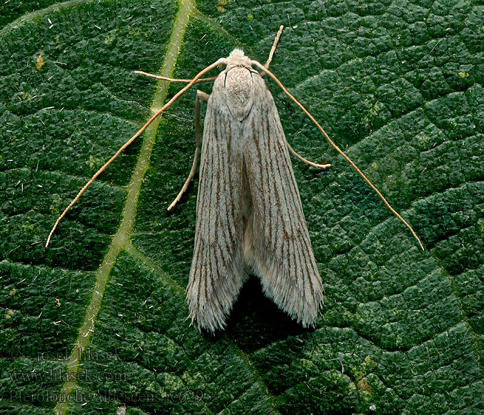 Pterolonche albescens