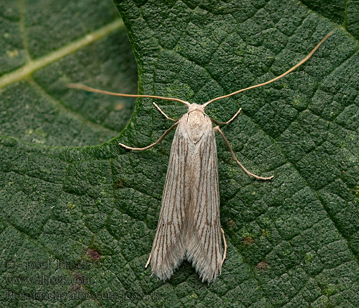 Pterolonche albescens