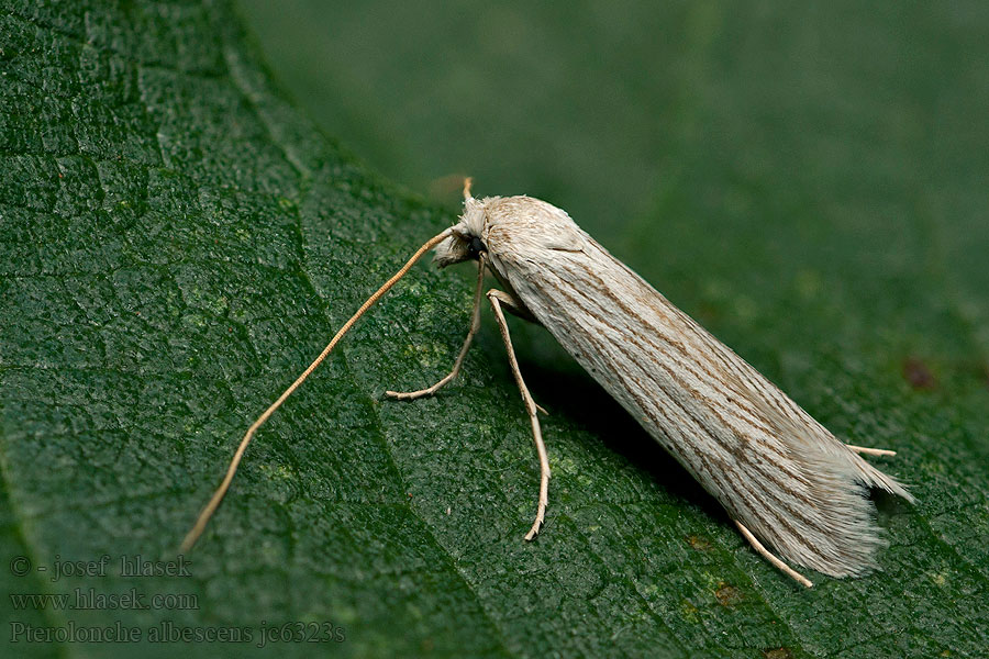 Pterolonche albescens