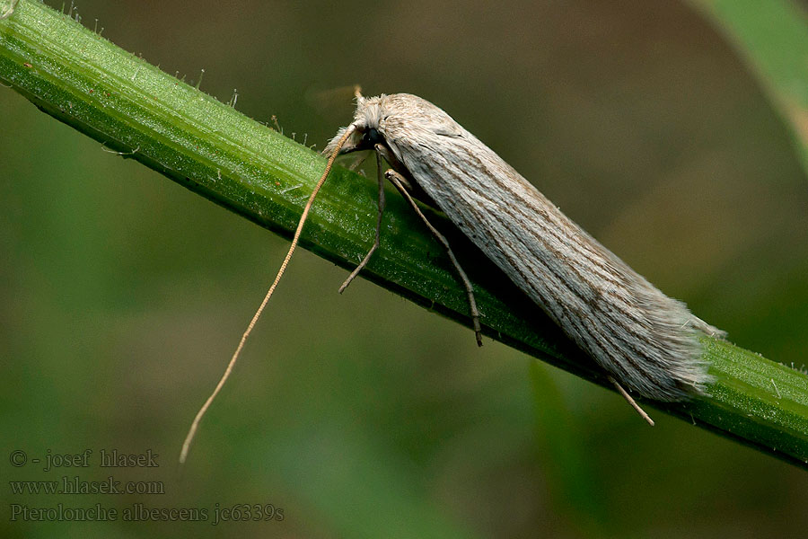 Pterolonche albescens