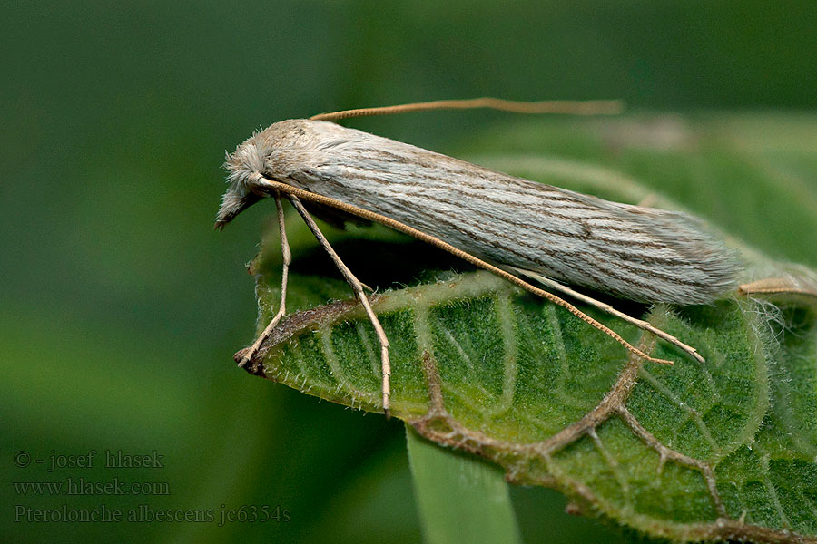 Pterolonche albescens