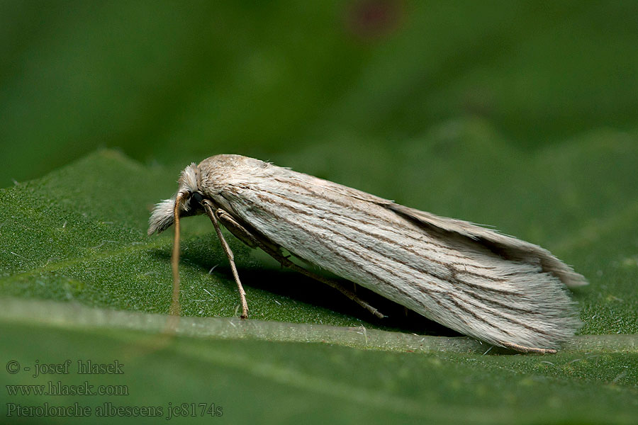 Pterolonche albescens