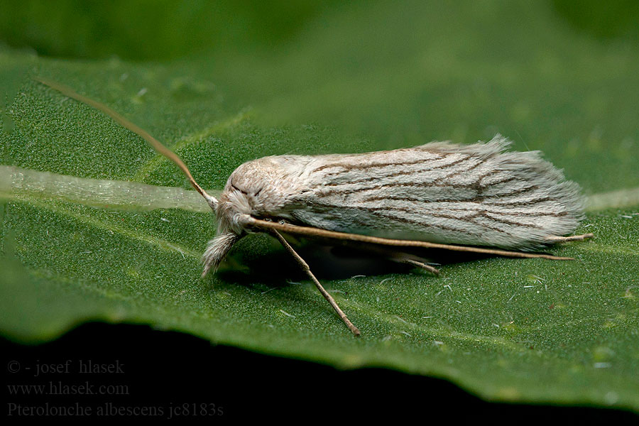 Pterolonche albescens