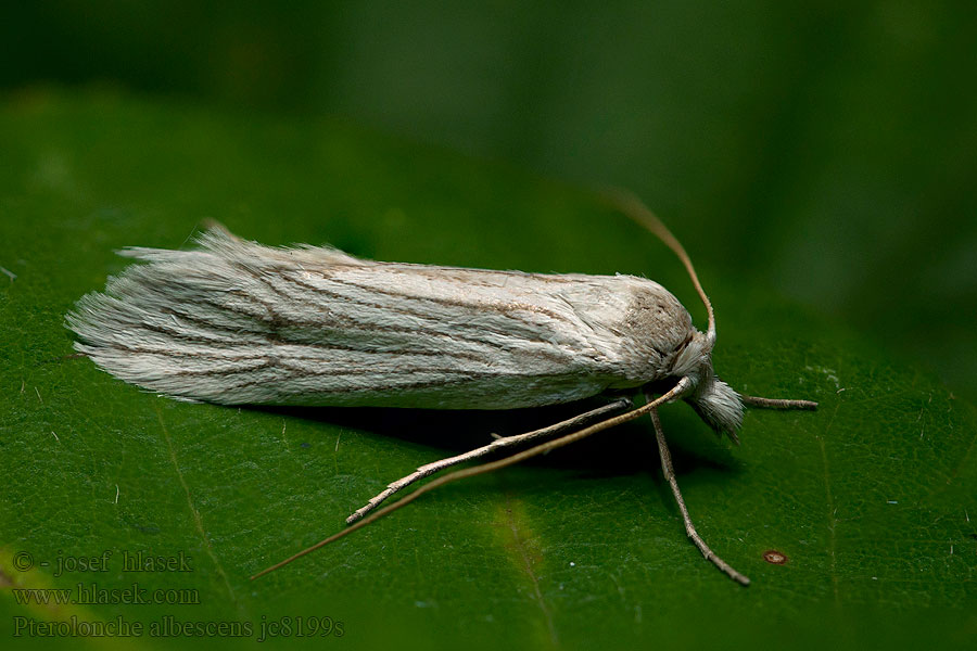 Pterolonche albescens