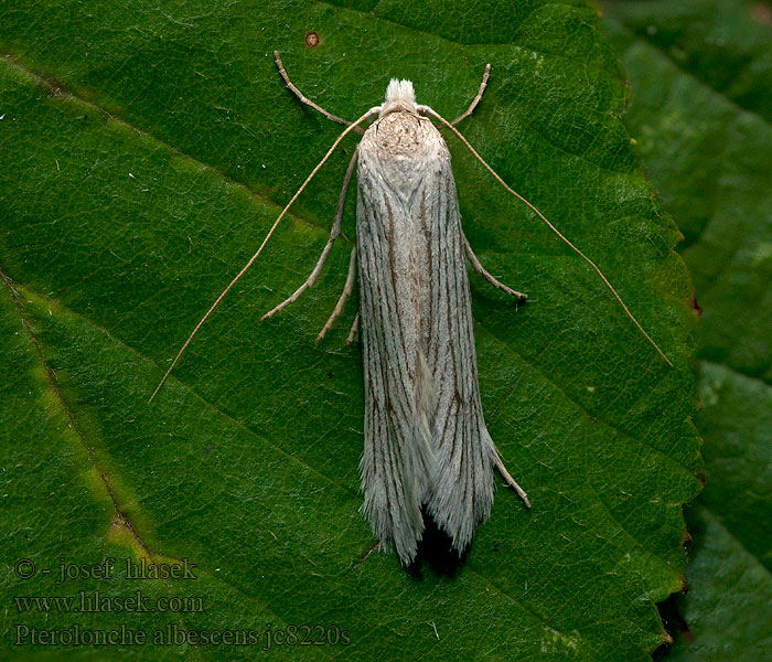 Pterolonche albescens