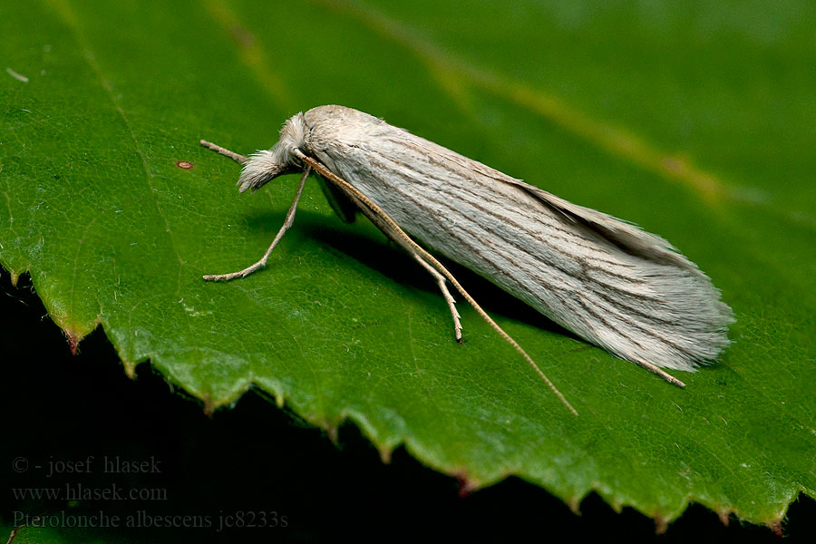 Pterolonche albescens