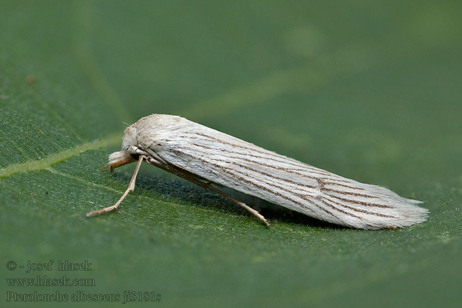 Pterolonche albescens