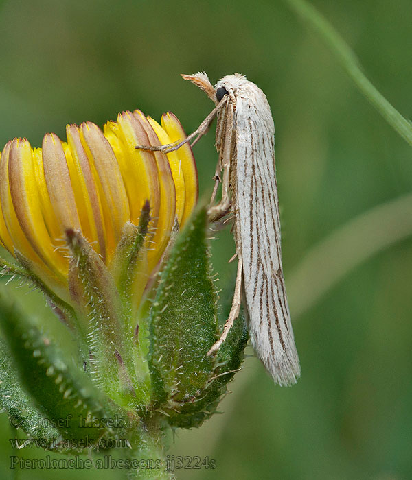 Pterolonche albescens