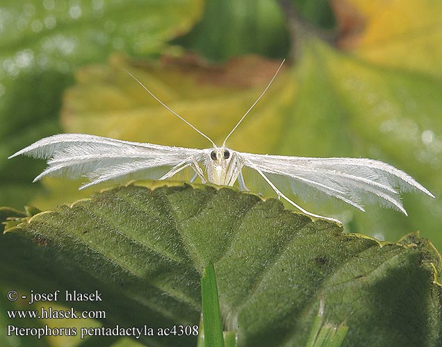 Pterophorus pentadactyla Ptérophore blanc Fehér tollasmoly