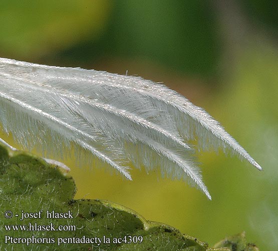 Pterophorus pentadactyla Schlehenfedergeistchen Pierkavec povojový