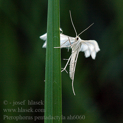 Pterophorus pentadactylus Pernatuška trnková