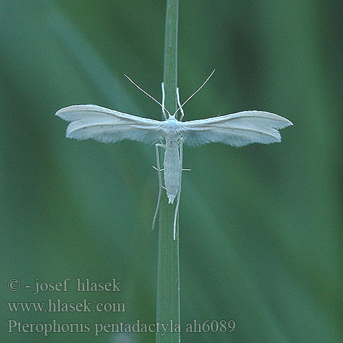 Pterophorus pentadactylus пятипалая пальцекрылка Piórolotka