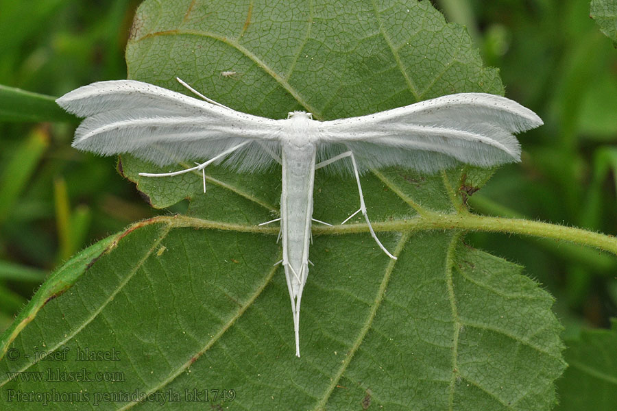 Pterophorus pentadactylus