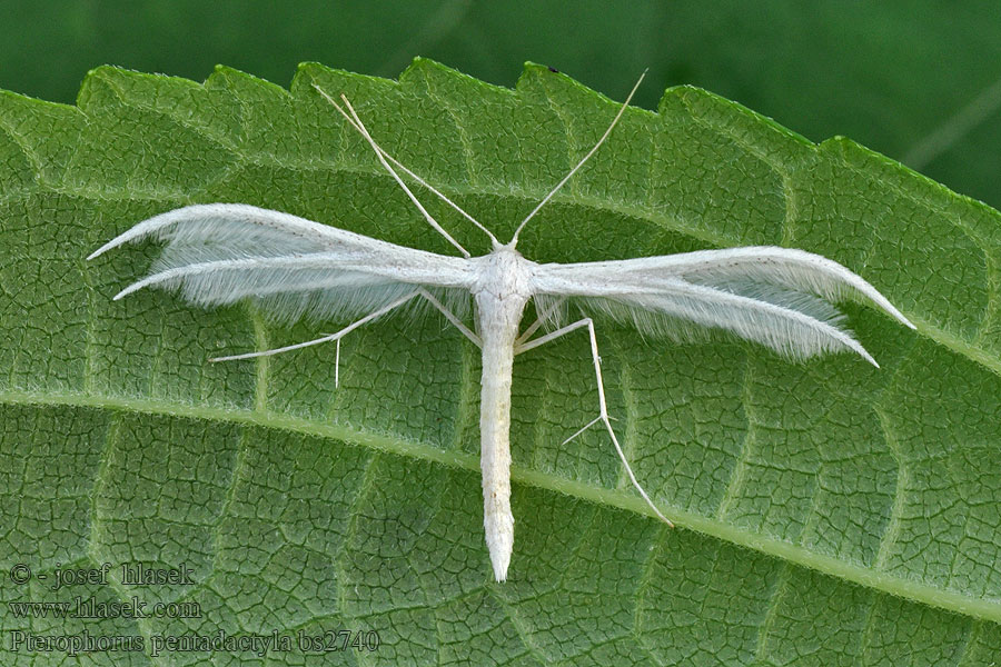 Pterophorus pentadactylus