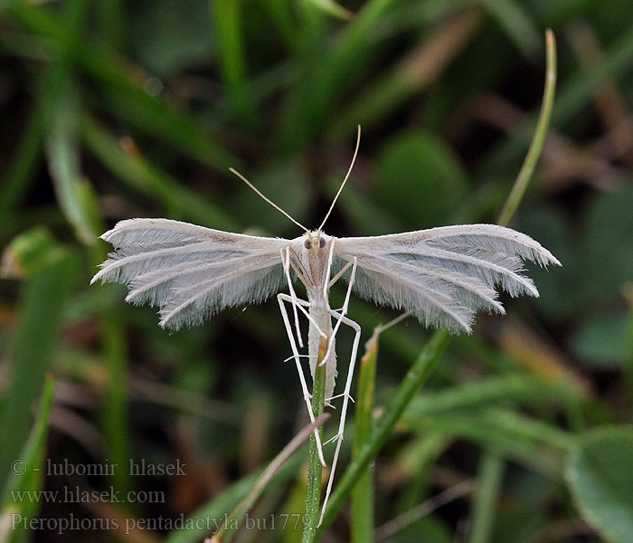 Pterophorus pentadactylus Piórolotka pięciopióra Sneeuwwitte vedermot